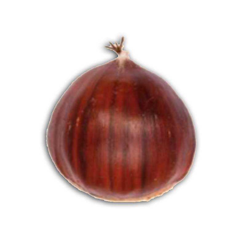 Castaña Japonesa